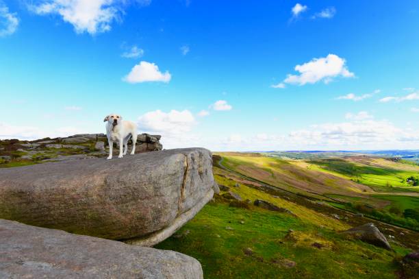 istock Labrador Retriever exploring the English countryside 843782558