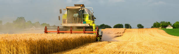 Harvester combine harvesting wheat in summer stock photo