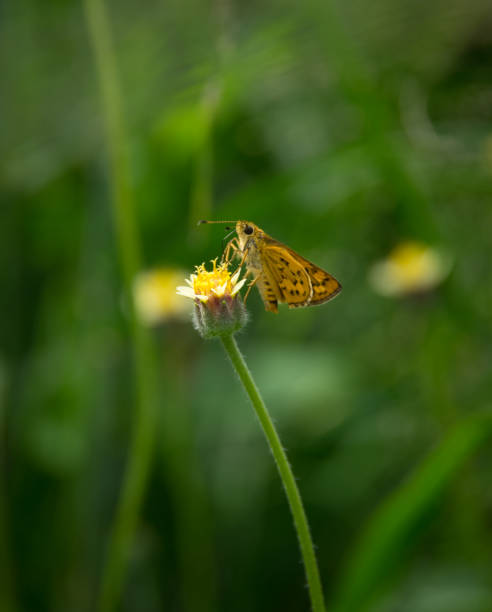 istock Butterfly on flowering grass,nature background. 843786060