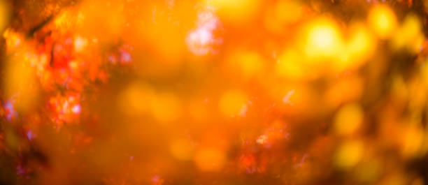 焦点が離れた赤い葉、完璧な秋の背景 - japanese maple leaf autumn abstract ストックフォトと画像