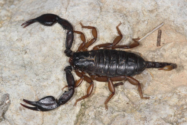 istock close up of a scorpion euscorpius 843793842
