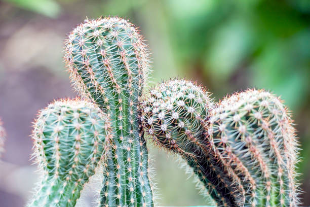 istock Four cactus bowed to each other 843794410