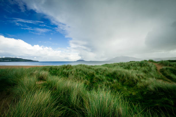 istock Sandy dunes and wild grasses along the coast 843794520