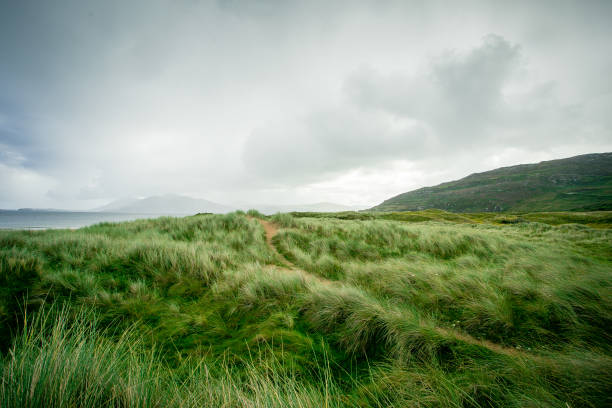 wilde gräser entlang der küste - ireland landscape stock-fotos und bilder