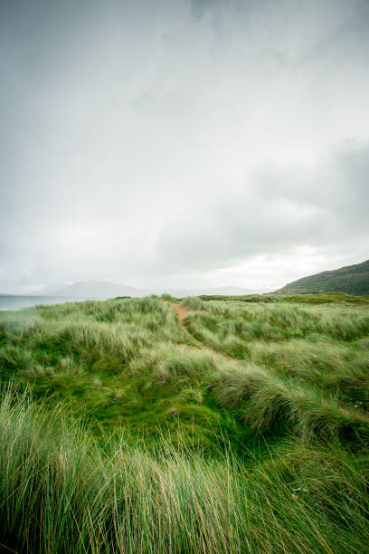 istock Wild grasses along the coast 843796794