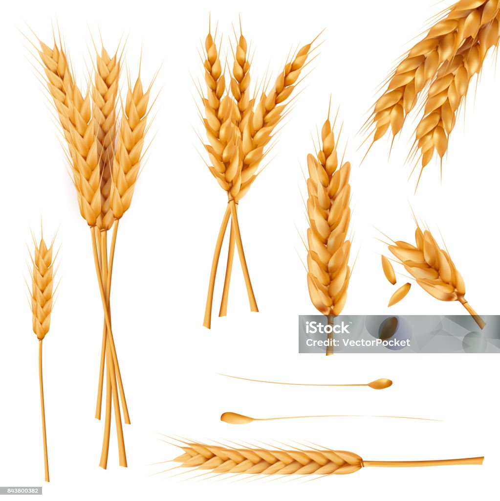 Weizen-Ohren und Samen-realistische Vektoren-Sammlung - Lizenzfrei Weizen Vektorgrafik