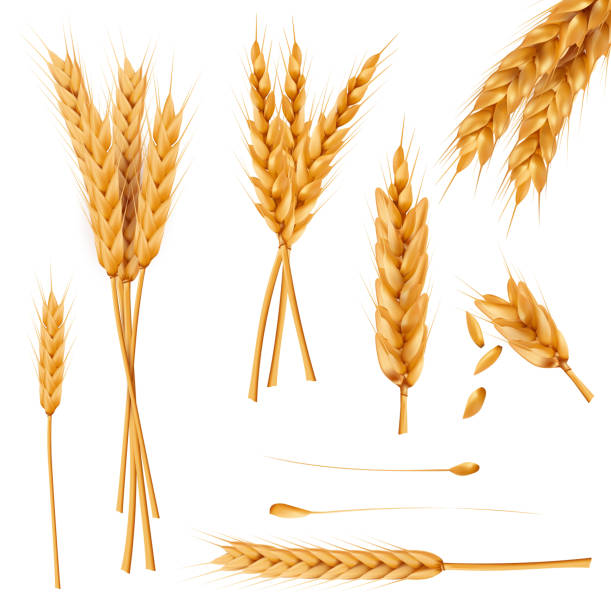 밀 귀와 씨앗 현실적인 벡터 컬렉션 - wheat cereal plant agriculture whole wheat stock illustrations