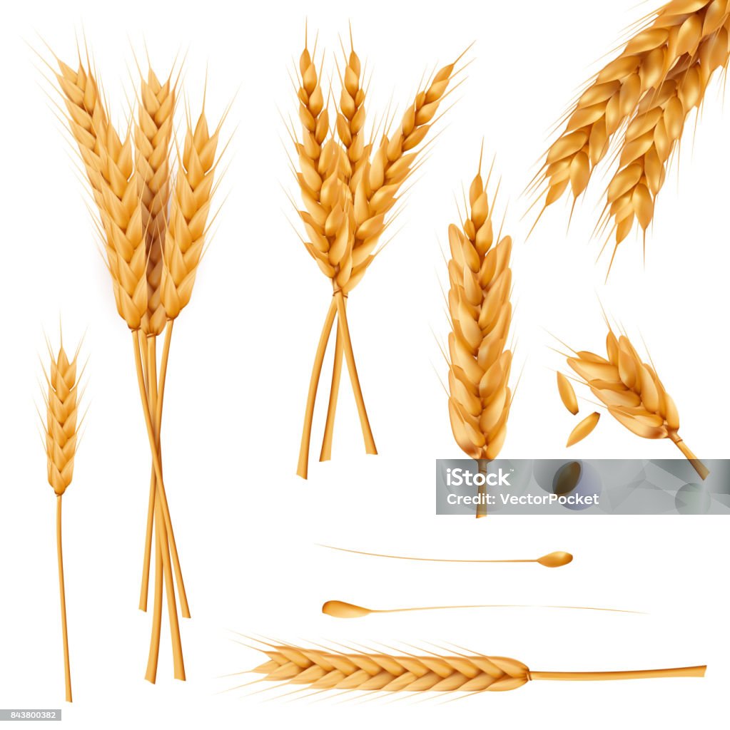 Wheat ears and seeds realistic vectors collection Bunch of wheat ears, dried whole grains realistic vector illustration set isolated on white background. Cereals harvest, agriculture, organic farming, healthy food symbol. Bakery design element Wheat stock vector