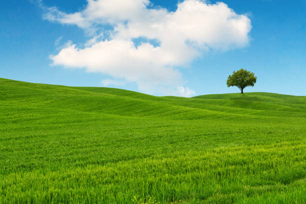istock Tuscany landscape, beautiful green hills and lonely tree springtime 843800684