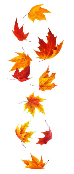 Falling maple leaves Isolated maple leaves. Falling red and orange maple leaves isolated on white background with clipping path autumn orange maple leaf tree stock pictures, royalty-free photos & images