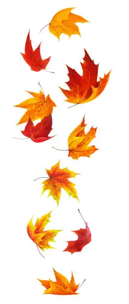 Photo of Falling maple leaves