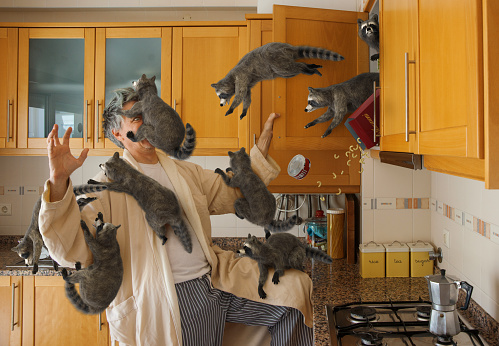 High resolution digital image of a man in a kitchen, early in the morning, opening a cabinet and unintentionally releasing a swarm of juvenile raccoons. The raccoons are streaming from the open cabinet, and several of them have jumped onto the man, including one that is covering his face like a mask, one perched on his leg, and several hanging off of his arms. The raccoons have also knocked over a box of macaroni, and a can of tuna, because they are awful little creatures who have no respect for other people's things.  The eye of the man is just visible beneath the raccoon covering his face, and his surprise and terror are obvious. Kitchen bathed in a warm golden morning light, and an Italian style coffee pot is sitting on the stove.