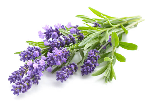 lawendowe kwiaty na białym - lavender lavender coloured flower homeopathic medicine zdjęcia i obrazy z banku zdjęć