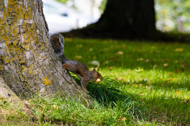 istock Squirrel with nut at foot of tree 843809942