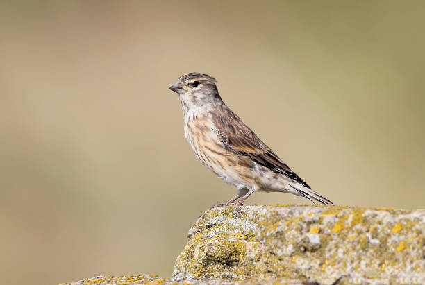 istock The common linnet (Linaria cannabina) on the wall unusual portrait with nice blurred background. 843810350