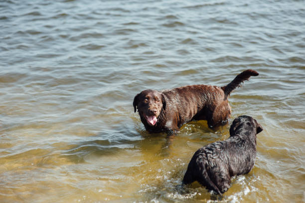 istock two cheerful brown labradors play in water 843810750