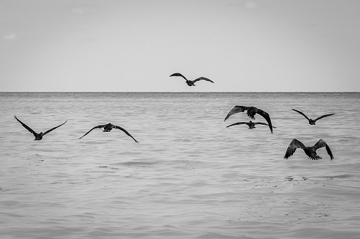 Black and white view of a flock of cormorants flying  at Celestun, Yucatan, Mexico