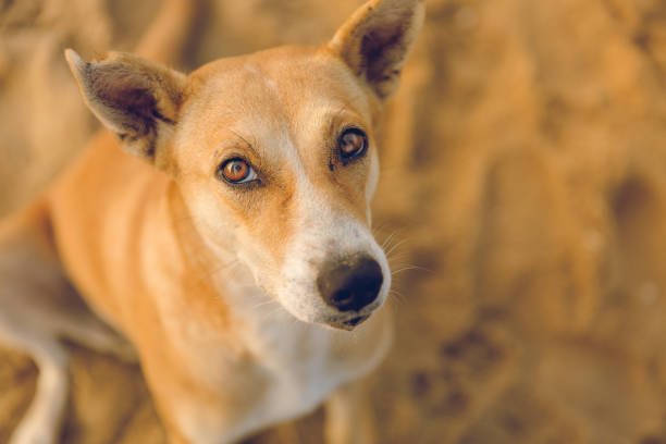 porträt eines glücklichen hundes bei sonnenaufgang/morgenröte am marina beach chennai, tamil nadu, indien. unschuldig aussehende tiere, haustiere, des menschen bester freund, strand, sonne, sand, morgen, welpen-augen, liebe, mitgefühl - photography nature animals and pets beach stock-fotos und bilder