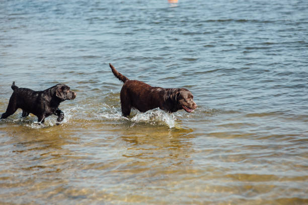 istock two cheerful brown labradors play in water 843814026