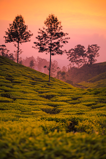 Beautiful Tea plantations at Munnar, Kerala, India at sunset/dusk. Vibrant hues and colorful, farming, tea culture, hills, silhouette of trees at golden hour, wanderlust, explore, travel kerala