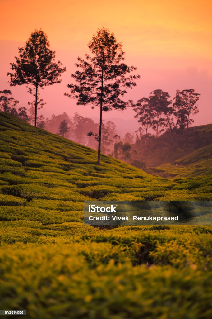 Beautiful Tea plantations at Munnar, Kerala, India at sunset/dusk. Vibrant hues and colorful, farming, tea culture, hills, silhouette of trees at golden hour, wanderlust, explore, travel kerala Munnar Stock Photo