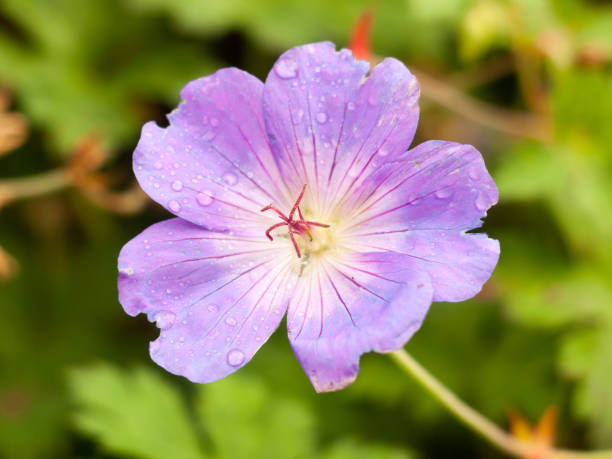 istock beautiful up close pink purple Wild Geranium garden 843816570