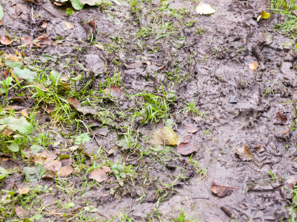 istock wet muddy floor outside on path in the forest 843816642