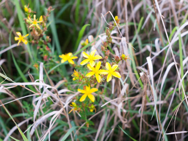 istock common yellow st john's wort flowers outside with grass 843816660