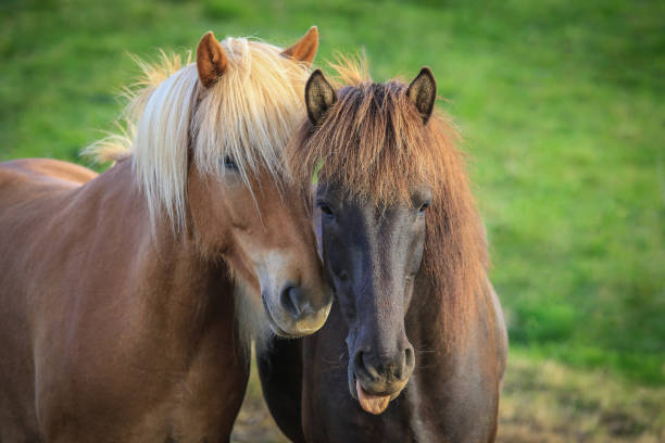 Two brown Icelandic horses