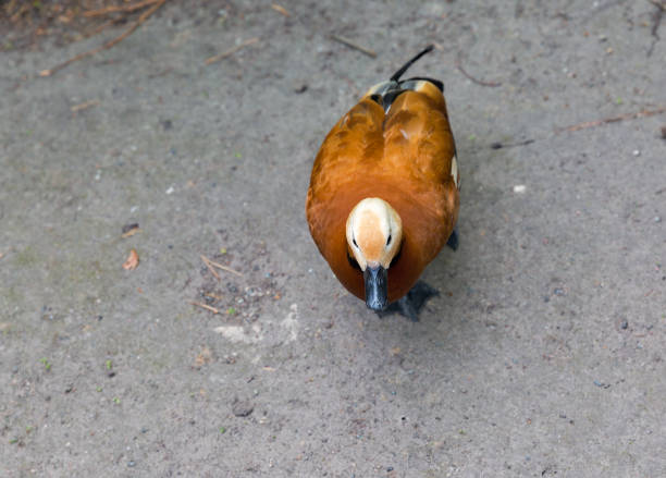 A duck standing on a pebble beach in Garmisch-Partenkirchen, Germany. It is looking up at the camera.