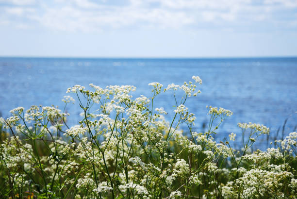 Blossom cow parsley flowers by the coast with clear blue water
