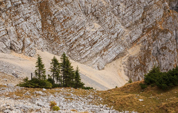 istock Lonely pines below the rocky wall 843822968