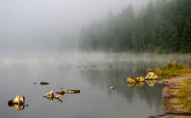 istock Steamy lake and misty forest 843823264