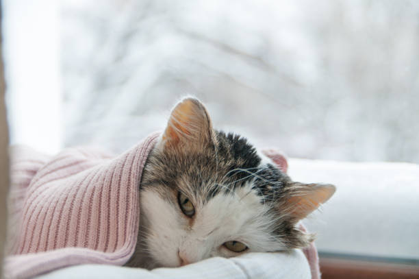 gato se encuentra en la ventana en invierno - felino fotografías e imágenes de stock