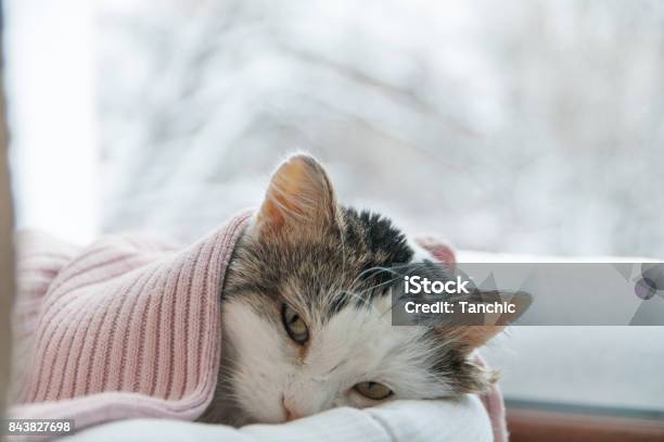 Gato Se Encuentra En La Ventana En Invierno Foto de stock y más banco de imágenes de Gato doméstico - Gato doméstico, Enfermedad, Tristeza