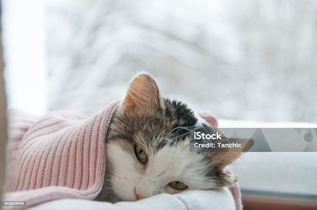 cat lies on the window in winter Domestic Cat Stock Photo