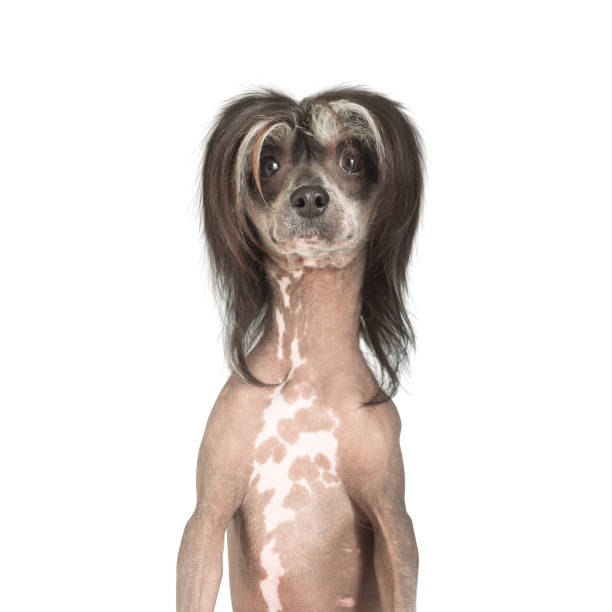 Chinese crested dog with funny haircut Humorous haircut for this mainly bald dog ugly dog stock pictures, royalty-free photos & images