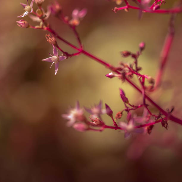 istock Flowers of Hermanus 843829972