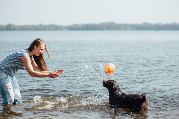 istock beautiful girl is playing with brown labradors 843830628
