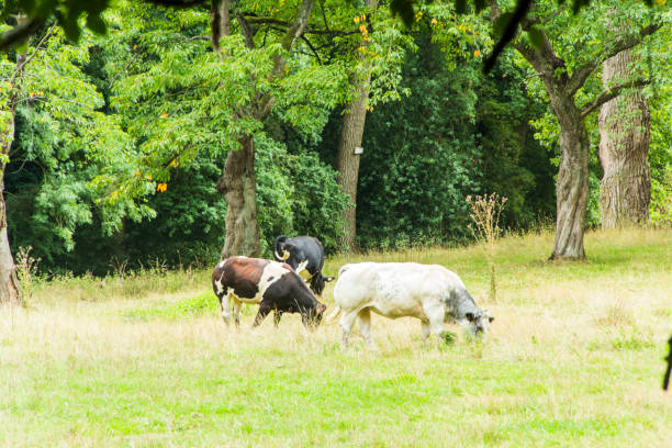 istock european cows in rural woodland environment 843833078