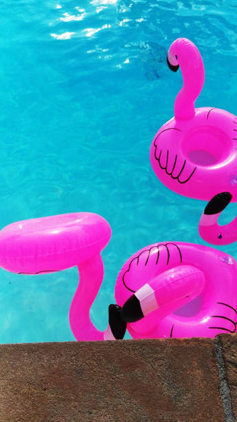 istock pink flamingos in a pool 843838970