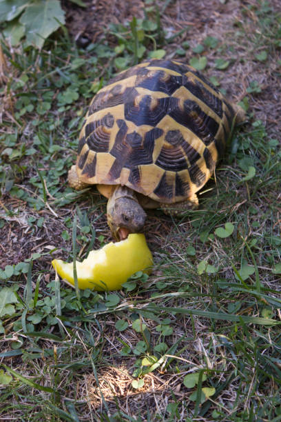 istock turtle eating an apple in a garden 843839362
