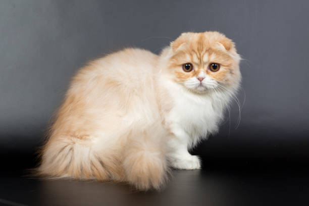 istock Fold long-haired ginger cat on a black background, studio photo 843840012