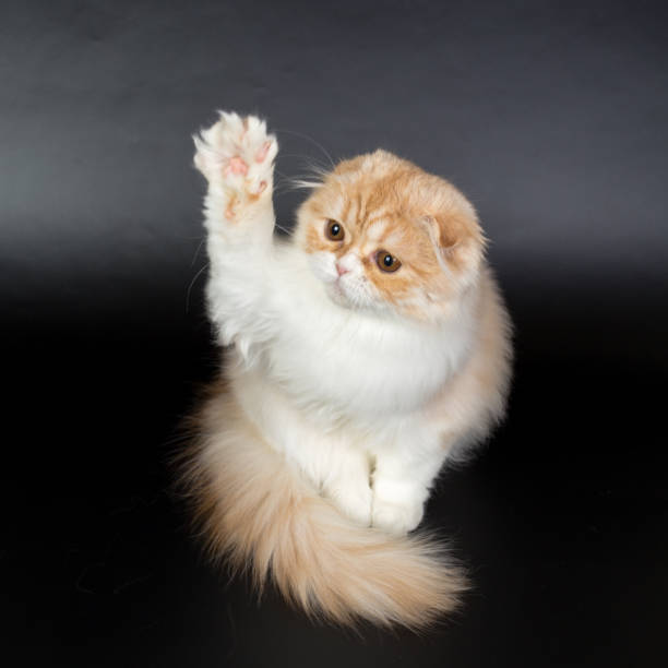 istock Fold long-haired ginger cat on a black background, studio photo 843840038