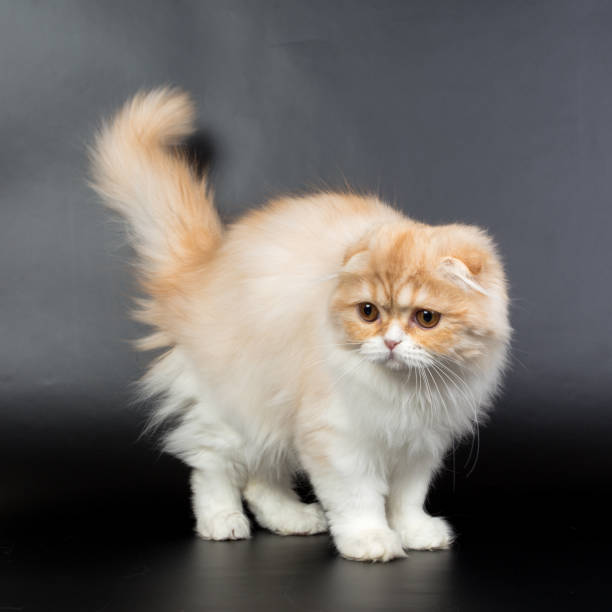 istock Fold long-haired ginger cat on a black background, studio photo 843840172