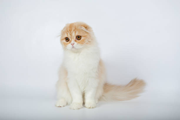 istock Fold long-haired ginger cat on a white background, studio photo 843840174