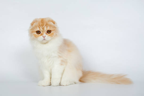 istock Fold long-haired ginger cat on a white background, studio photo 843840234
