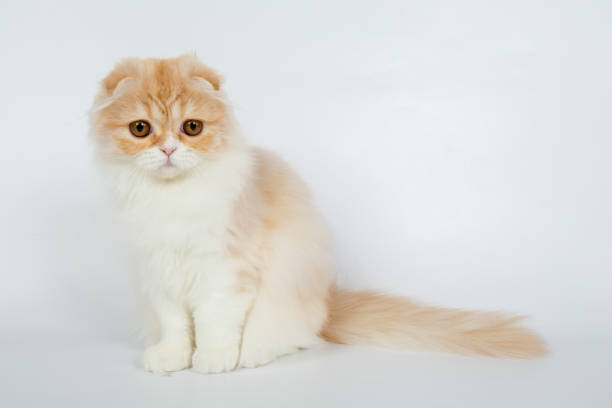 istock Fold long-haired ginger cat on a white background, studio photo 843840250