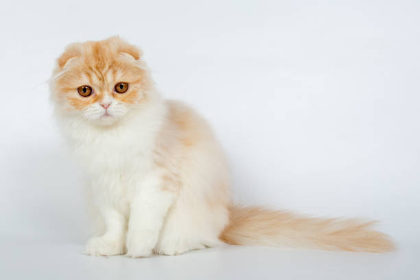 istock Fold long-haired ginger cat on a white background, studio photo 843840282