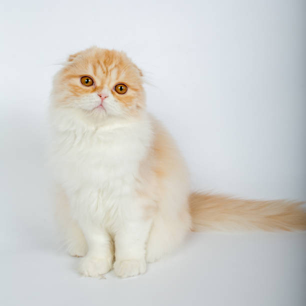 istock Fold long-haired ginger cat on a white background, studio photo 843840298